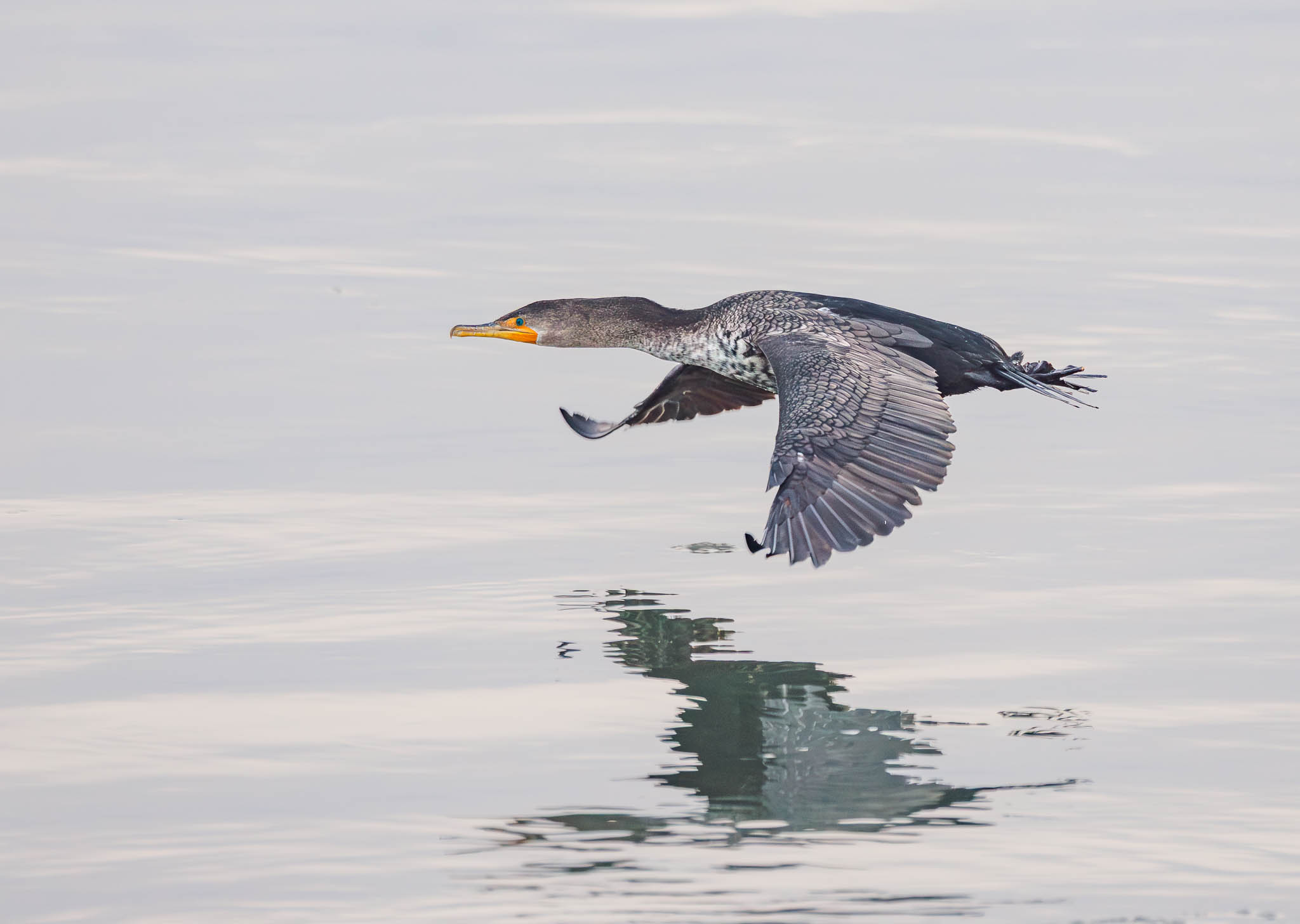 Double-crested Cormorant